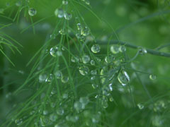 秋雨家话